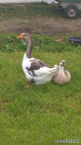 36 ����: ��������� ����������� ����������)