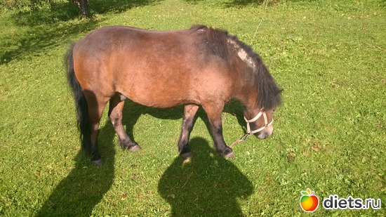 38 ����: ��������� ����������� ����������)