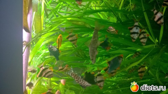 6 ����: ��������� ����������� ����������)