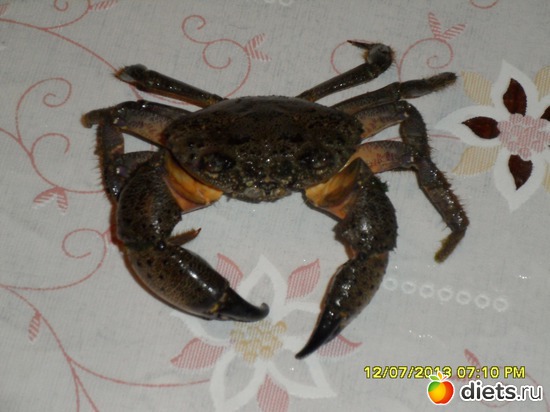 крабик