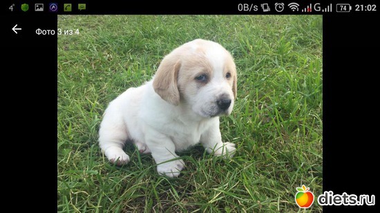 ��� ��� ��� � ���� �������......, ������: ������