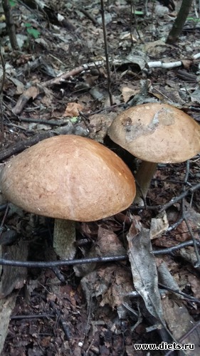 Два товарища