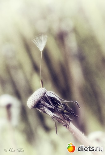 Лысый, но прекрасный