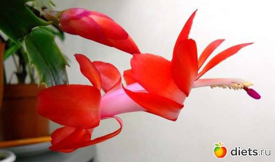 "Летят журавли"