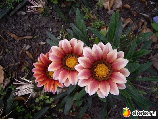 Местная флора)))