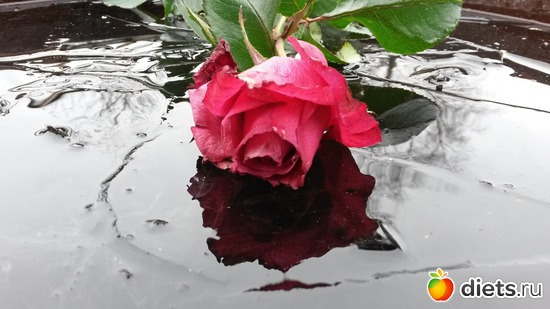 И лёд,и розы...