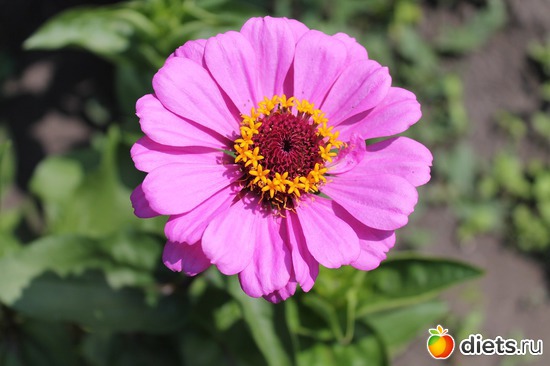 Розовая циния