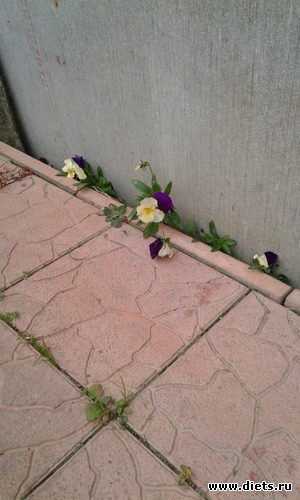 красота спасет мир