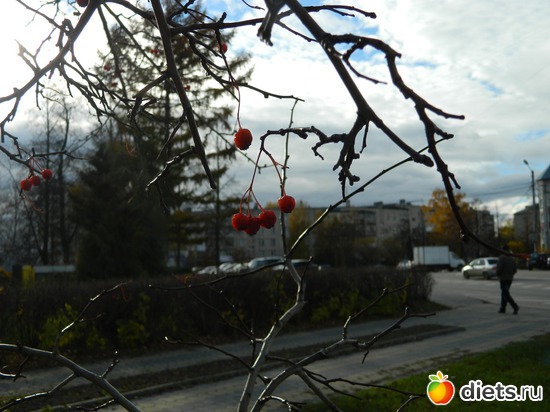 Калиновые капли