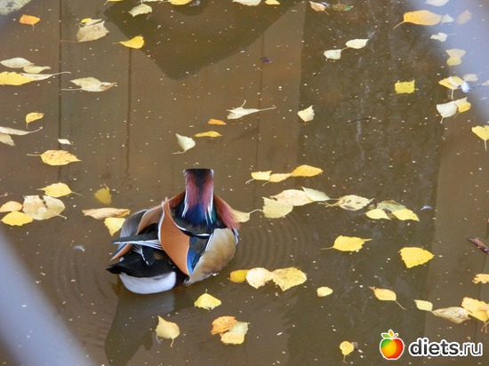 Уточка мандаринка