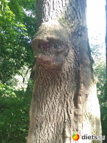 Загадка природы