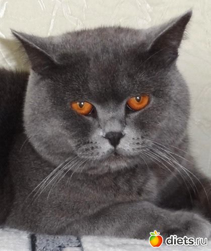 Важная кошачья морда