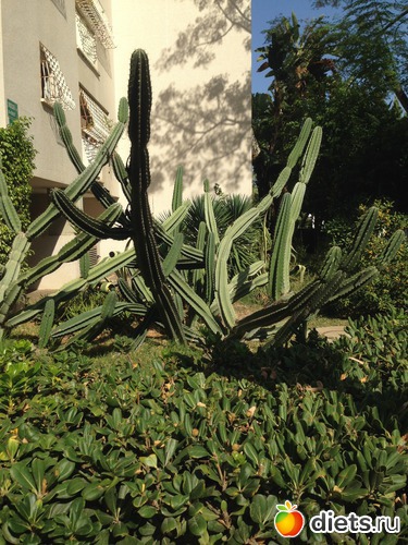 51 ����: ����� ������