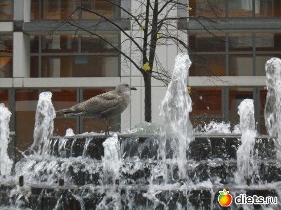 23 фото: На краю Канады (Ванкувер)