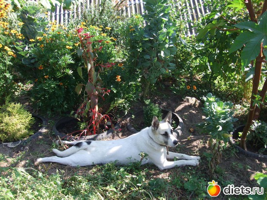 Любимая поза., альбом: Моя любимая Мирта.