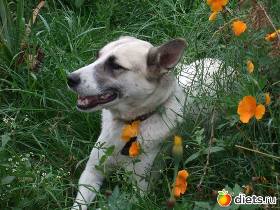 Любимая лужайка у Мирты., альбом: Моя любимая Мирта.