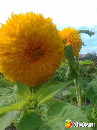 Декоротивный подсолнух Мишка., альбом: Мой сад в 2016году.