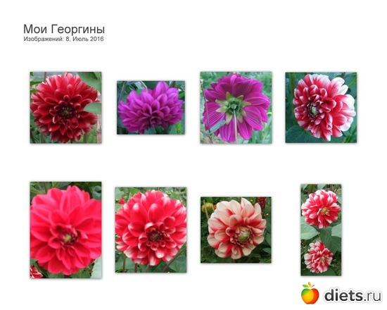 Мои Георгины., альбом: Мой сад в 2016году.