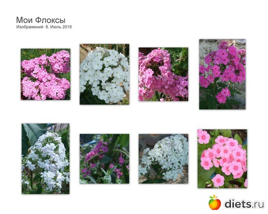 Мои флоксы, альбом: Цветы