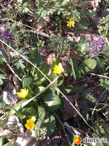 18 фото: шо попало