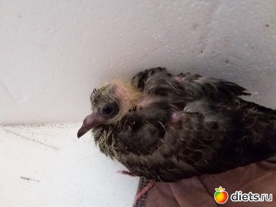 13.04.������ ������, ������: ��� ��������