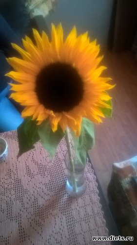 29 ����: ����� 2017