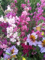 ��� ����� (������)