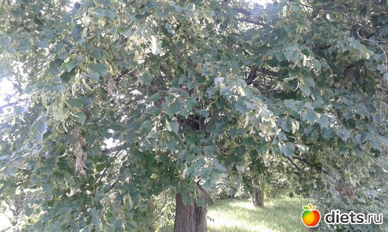 ���� ������. 2017�., ������: �������� ���������.