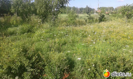 �����������. ���� 2017., ������: �������� ���������.