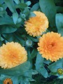 календула оранжевая махровая