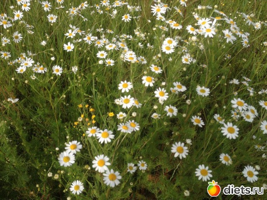 ����� ������� �����, ����� ����� - �����... �����������, ������ ��� ������ �������.  �������, �����������, � ����� ������ - ������, ���������, �������, - ��� ��������� ����.  � ������ �����������, � ����� ����, � ������� ����������, � ������ �����., ������: ������ ��������.