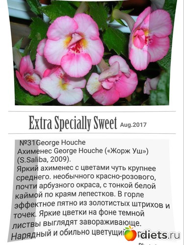 1 фото: Ахименесы-Мая мечта.