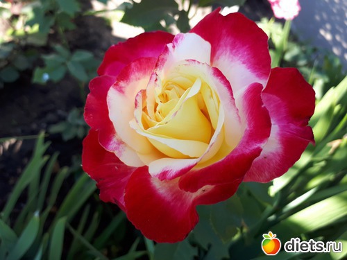 Бийская красавица