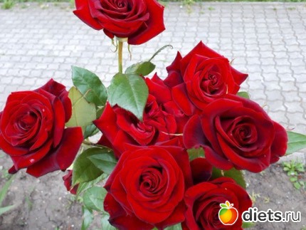 Розы от Галочки