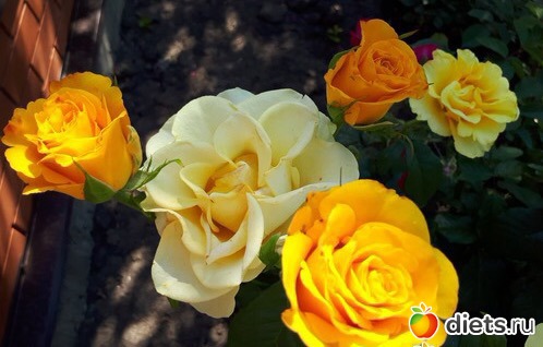 Букет из Бийска