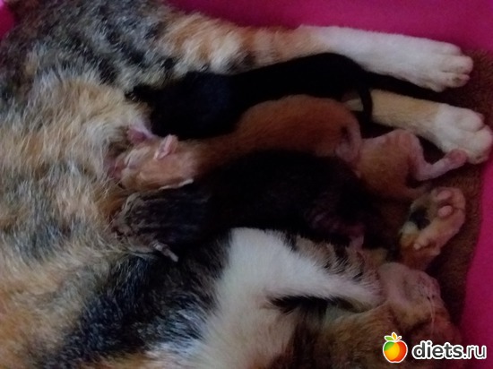 43 ����: ��� ��������