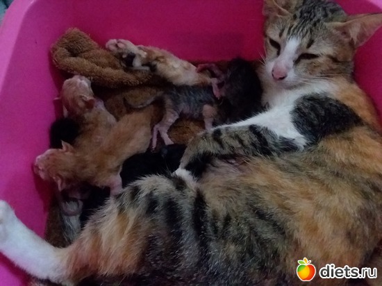 44 ����: ��� ��������