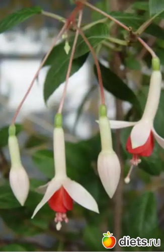 -.WATER NYMPH.Water Nymph .  .  , , ,   .  .       ,   .  .  ., : .