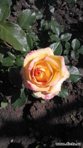 1 ����: ��� ��������!