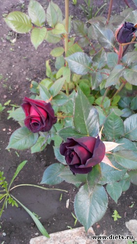 6 ����: ��� ��������!