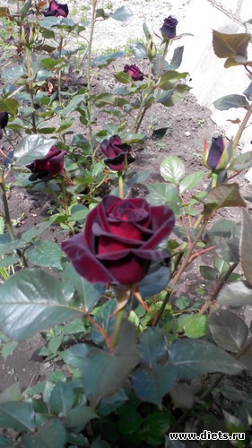 11 ����: ��� ��������!