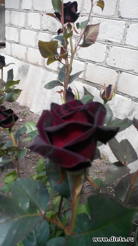 12 ����: ��� ��������!