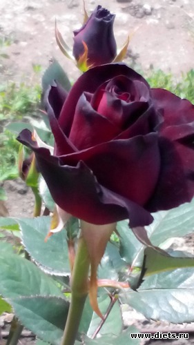 13 ����: ��� ��������!