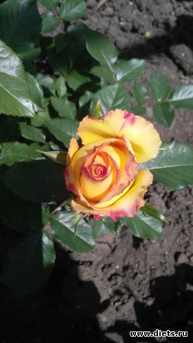 15 ����: ��� ��������!