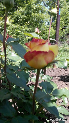 17 ����: ��� ��������!