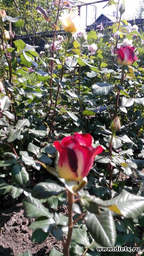 23 ����: ��� ��������!