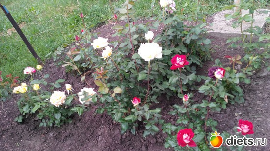 26 ����: ��� ��������!