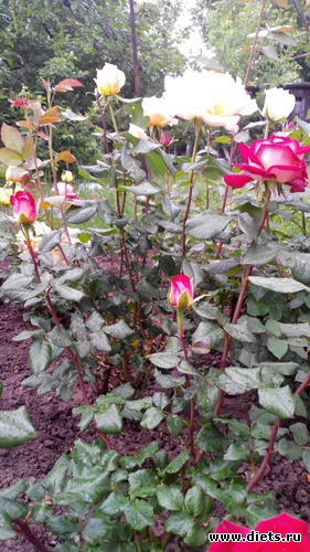 27 ����: ��� ��������!