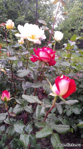 28 ����: ��� ��������!