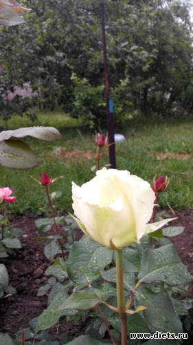 29 ����: ��� ��������!